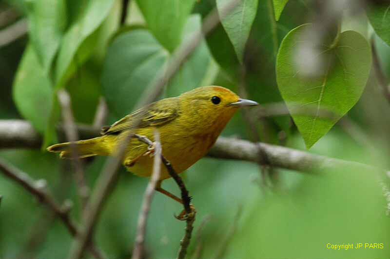Setophaga petechia